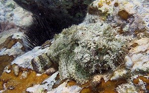 Spotted Scorpionfish (Scorpaena plumieri)