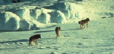 wolves cross a frozen lake in winter