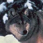 A wolf traveling in winter