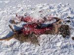 Fresh Deer Kill