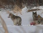 Three Wolves Appear