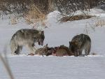 Two Wolves Eating While One Monitors the Woods