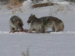 Three Wolves Eating