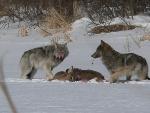 Wolves Glance Nervously at Open Bay