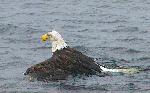 Eagle Fight 8