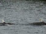 Eagle Fight 7