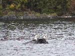 Eagle Fight 6