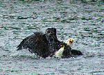 Eagle Fight 5