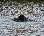 Eagle Fight 4