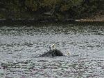 Eagle Fight 3