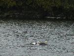 Eagle Fight 2