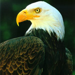 Bald eagles are commonly seen in Voyageurs National Park.