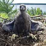 A baby bald eagle sits in a stick nest atop a large pine tree