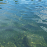 Water in Cruiser Lake