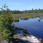 Beaver pond