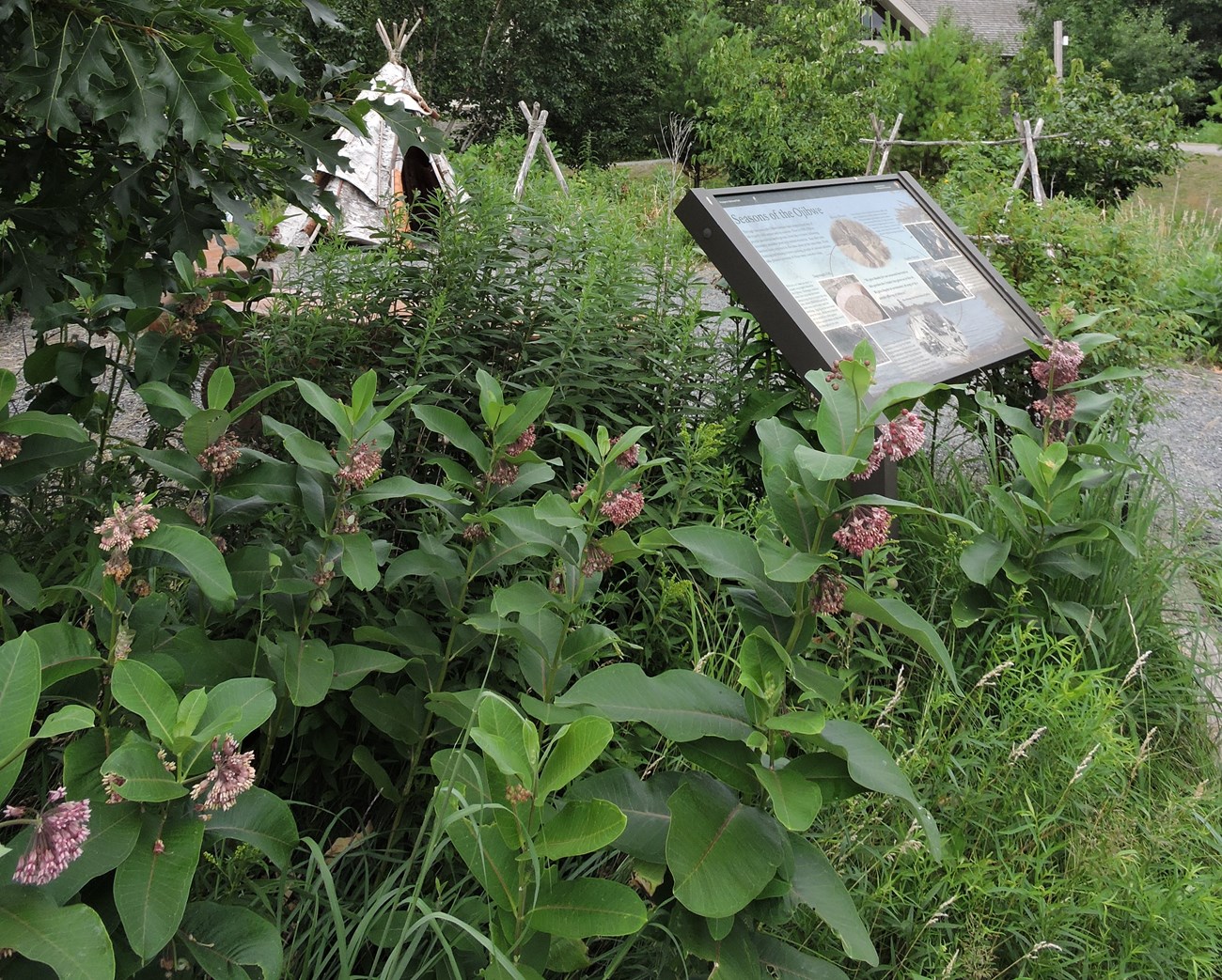 Green plants with pink flowers.  Birchbark teepee in background.