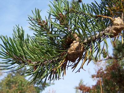 A pine tree with a cone