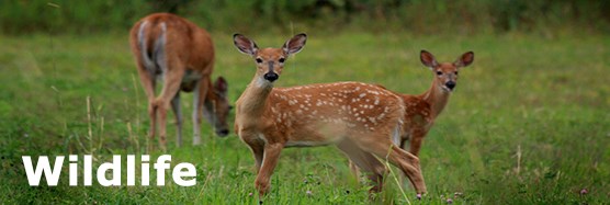 A deer and two fawns eating grass