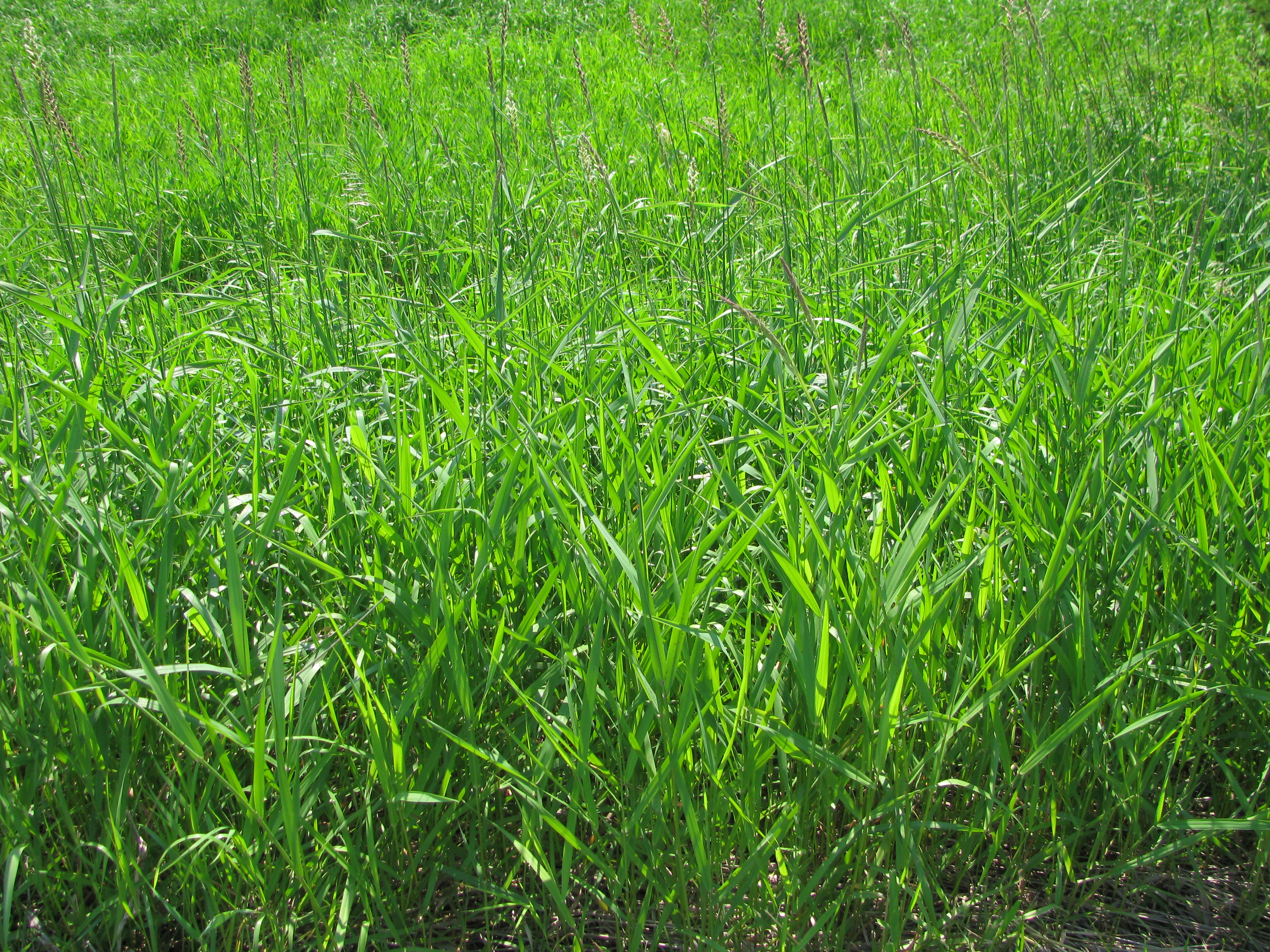 Reed Canary Grass