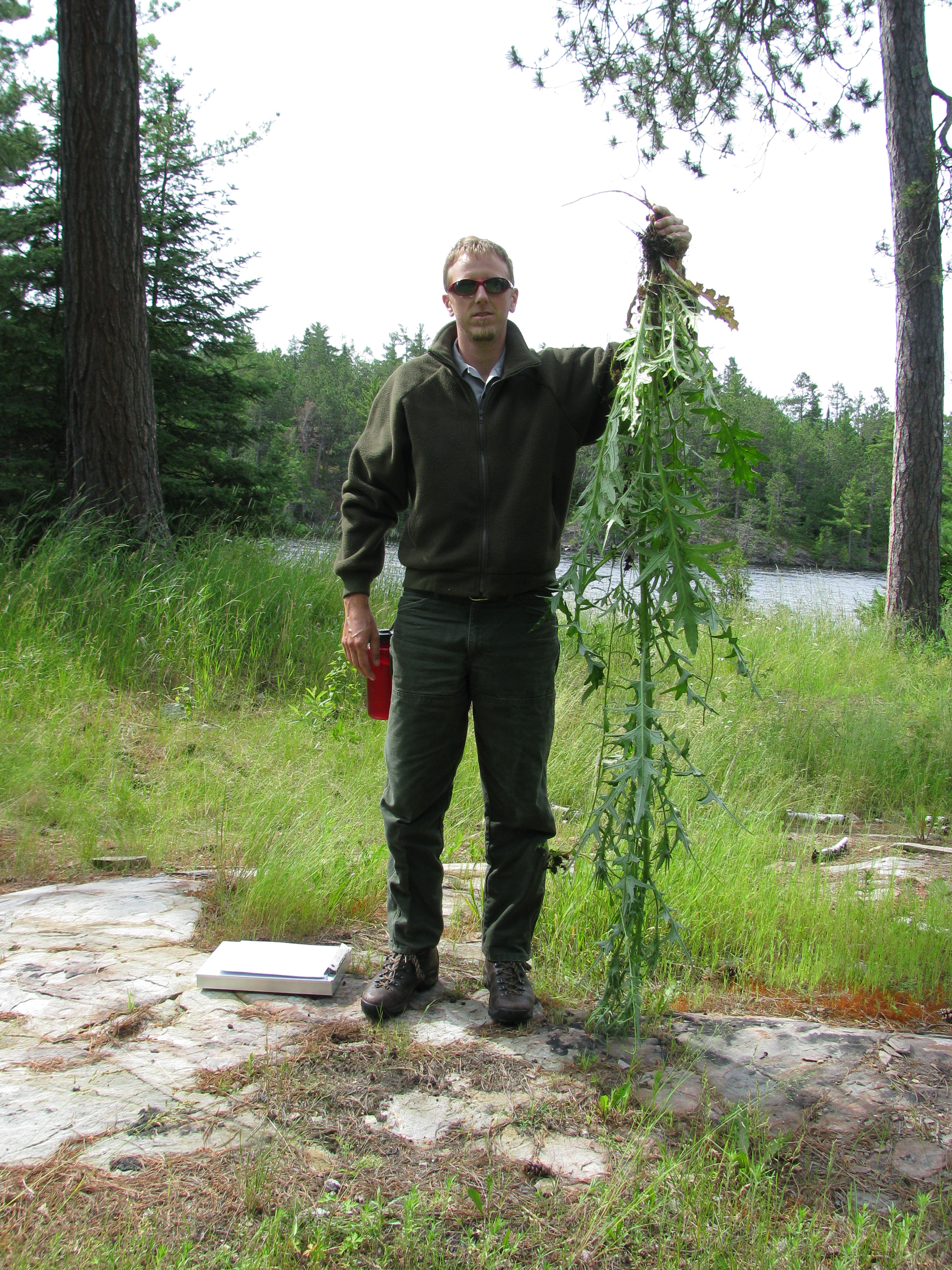 Park employee holding pulled bull thistle that is as tall as he is.