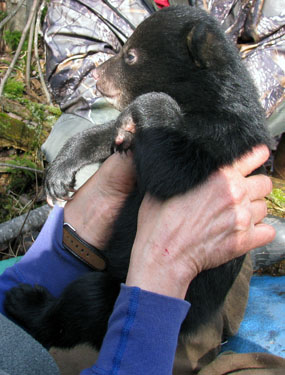 Black bear cub 2010
