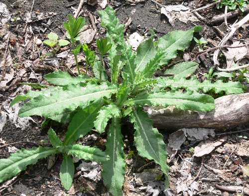 Young Canada Thistle