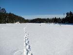 Frozen Black Bay Beaver Pond