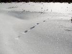 Disappearing tracks