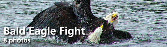 Click here for "Bald Eagle Fight" photo gallery