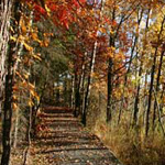 Trail