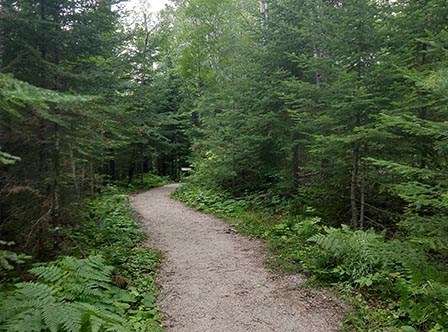 A brown gravel trail winds into the woods, bordered by large green trees and ferns on both sides.