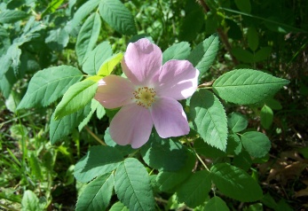 Ethnobotanical Garden 