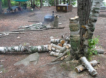 Branches from a birch tree in the foreground litter a campsite, with some piled next to a fire ring with an unattended campfire. A bear locker and camping gear can be seen in the background.