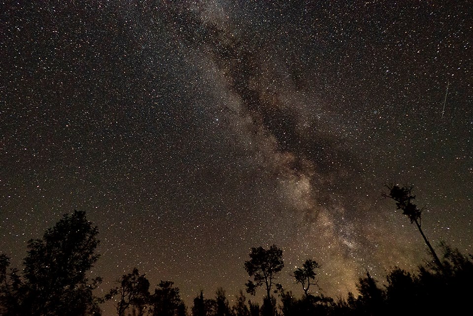 Millions of stars shine across a black sky, with the silhouettes of trees below on the horizon