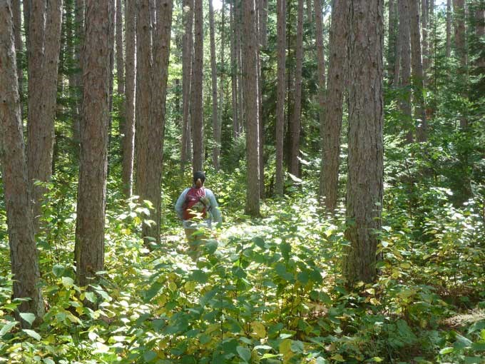 Visitor Hiking through a Red Pine forest