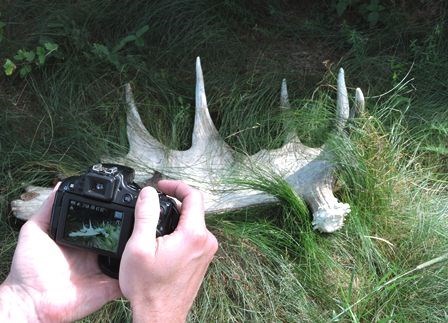 Two hands hold a camera with an image of a moose antler on the display screen. The same antler is seen on the ground in front of the camera.