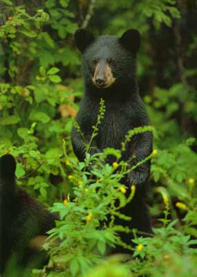 Young black bear