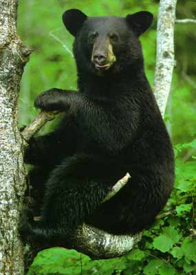 Black bear