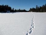 Black Bay Beaver Pond