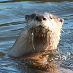 Otter