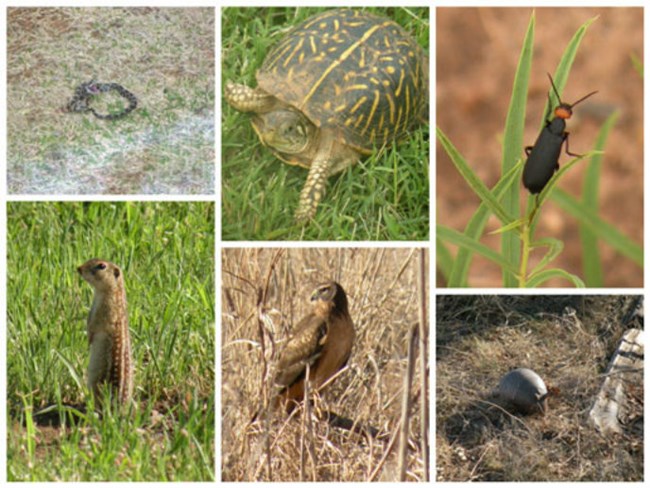 A collage of some of the different animals at Washita.