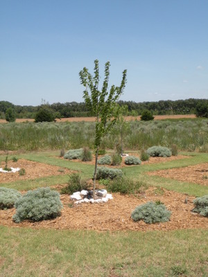 The Native Garden at Washita Battlefield National Historic Site