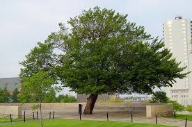 Survivor Tree at the Oklahoma City National Memorial