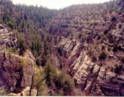 Shaded forest on one side, drier canyon wall on the other