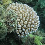Coral reef