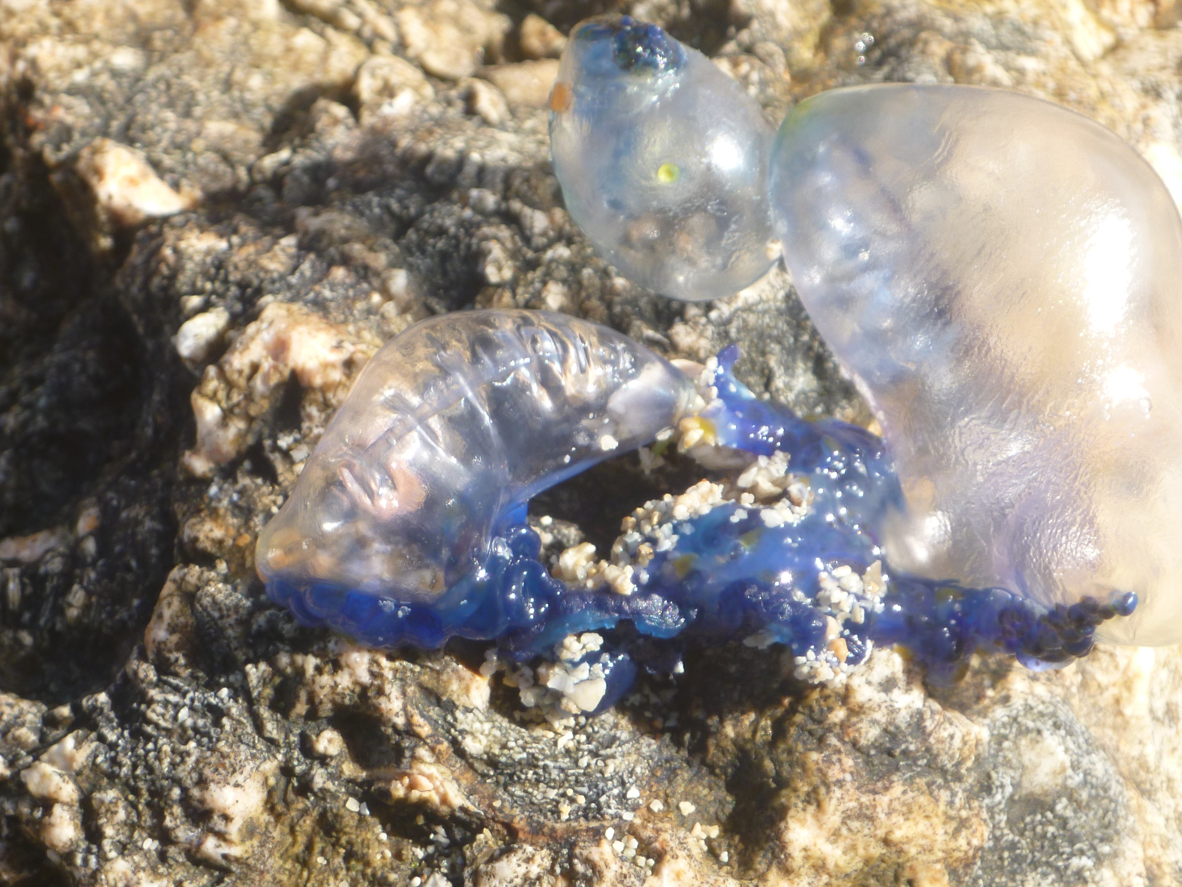 2015 Jelly Fish at Asan beach