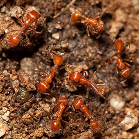 Little Fire Ants