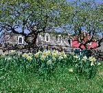 Burlingham House and Daffodils