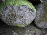 Lichen