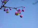Thalictrum (Meadowrue)